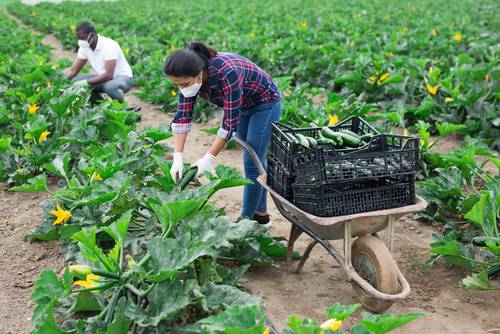 Florida Farm Workers Injury Lawyers